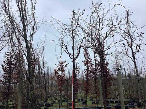 Red Ornamental Apple - Ornamental Tree (2x)