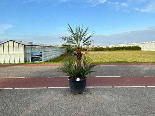 Palmier à tiges multiples (Chamaerops Humilis)