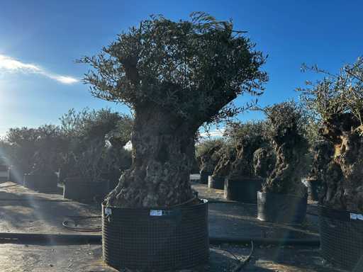 Olive tree in basket Specimen