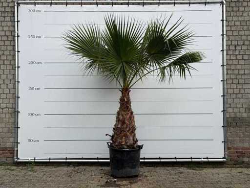 Palmier éventail mexicain - Washingtonia Robusta - hauteur du tronc 100-120 cm - hauteur environ 260 cm
