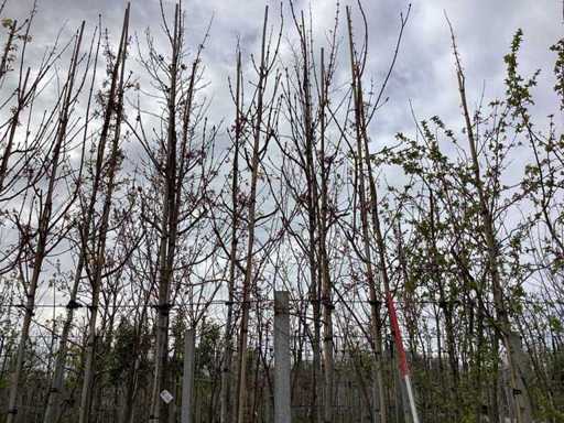 Acero - Alberi topiari (3 volte)