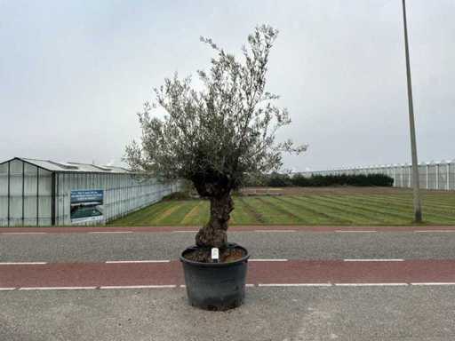 Olivenbaum (Olea Europaea Lessini)