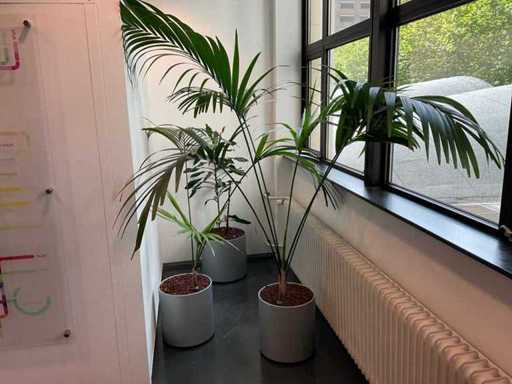 Hydroponic plant with pot (3x)
