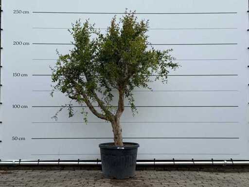 Pomegranate tree M - Punica Granatum - height approx. 230 cm