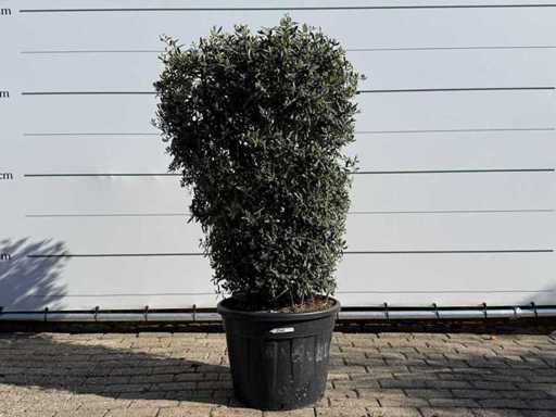 Arbusto di ulivo - Olea Europaea - altezza circa 160 cm