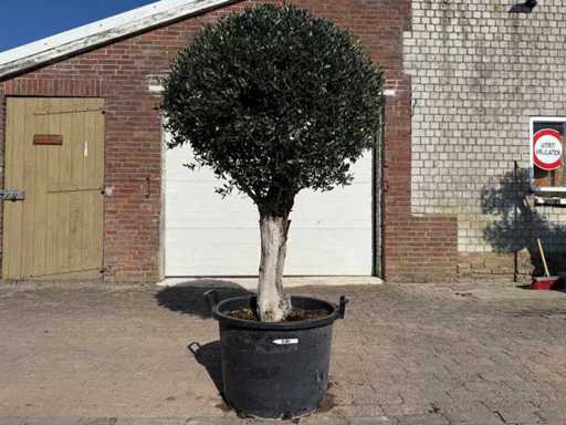 Olive Tree Round Ball L - Olea Europaea - Height approx. 200 cm