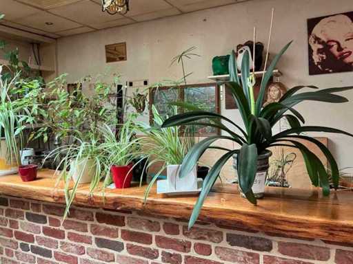 Planten met pot (20x)