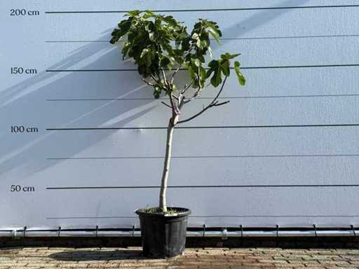 Fig tree low trunk XL - Ficus Carica - height approx. 200 cm
