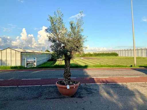 Ulivo (Olea Europaea Lessini)