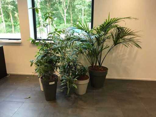 Plante d’intérieur (5x)