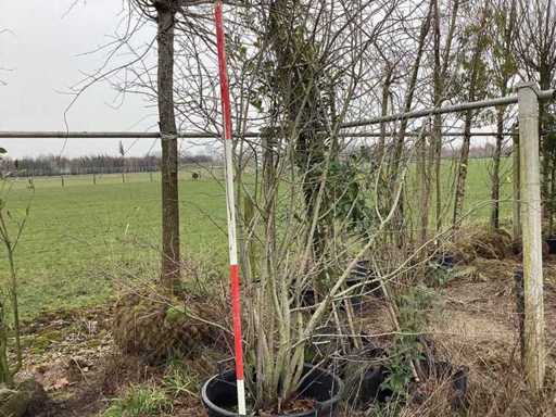 Currant tree - Multi-stemmed tree