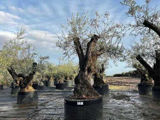Centuries-old olive tree in basket