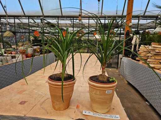 2er Set Elefantenfuß (Beaucarnea) in Terrakotta-Töpfen