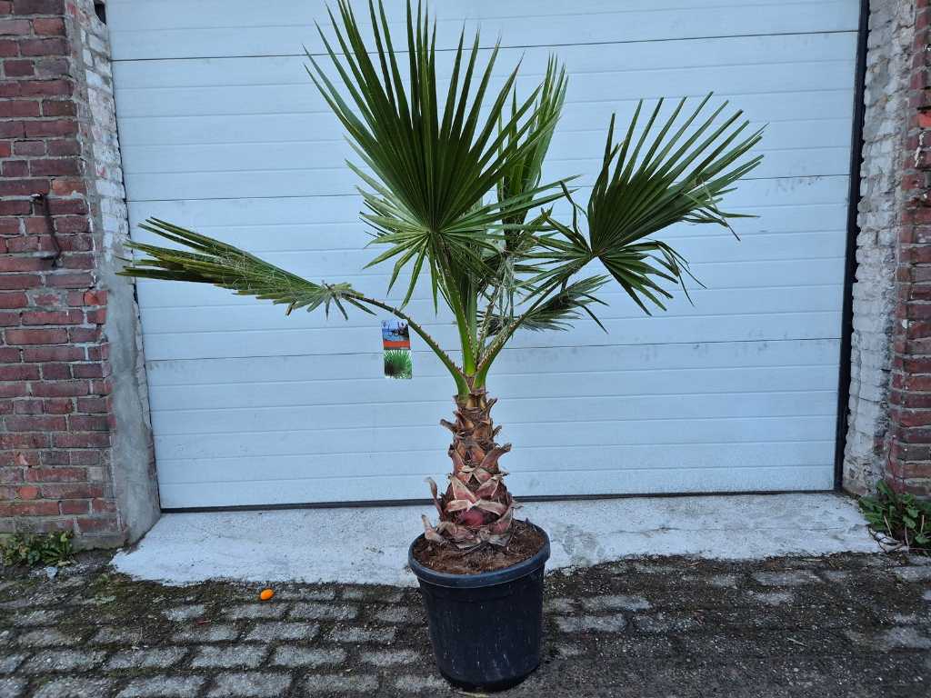Mexican Fan Palm - Washingtonia Robusta - Mediterranean tree - height approx. 180 cm