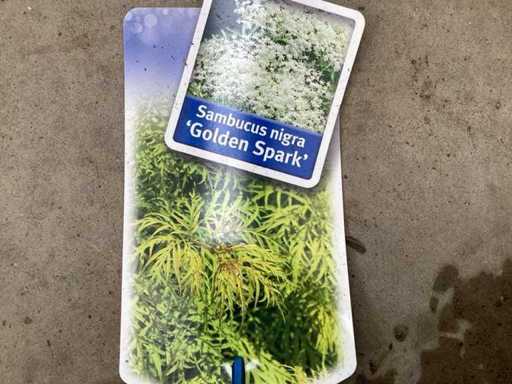 Sambucus nigra (48x)
