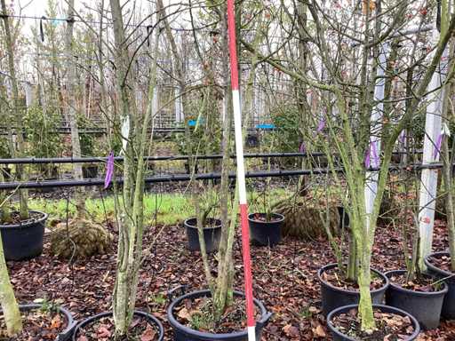 Ozdobna jab?on - Drzewo topiary