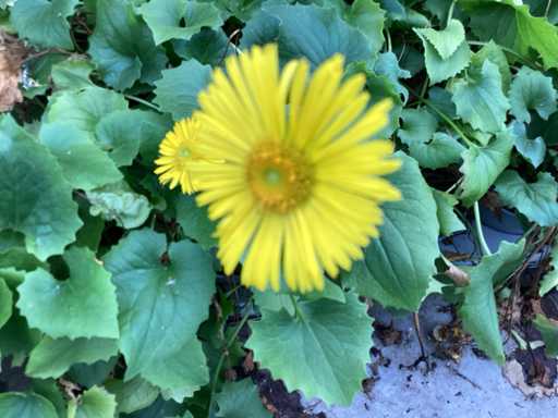 Vaste planten - Doronicum (x70),pottentilla( x35)