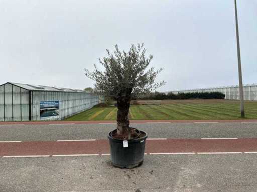 Olivenbaum (Olea Europaea Lessini)