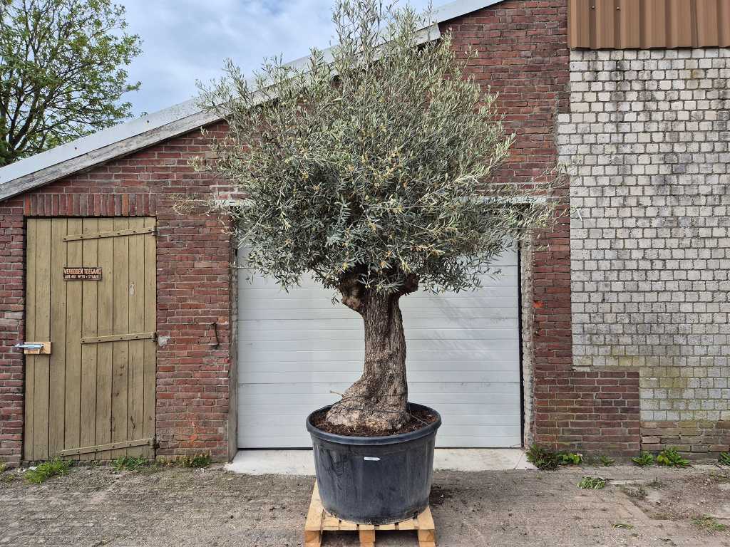 Olijfboom Bonsai XL - Olea Europaea - 80 jaar oud - hoogte ca. 400 cm