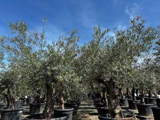 Europäische Olive (2x)