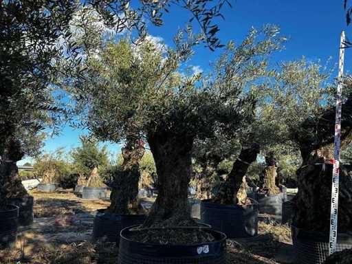Jahrhundertealter Olivenbaum im Korb