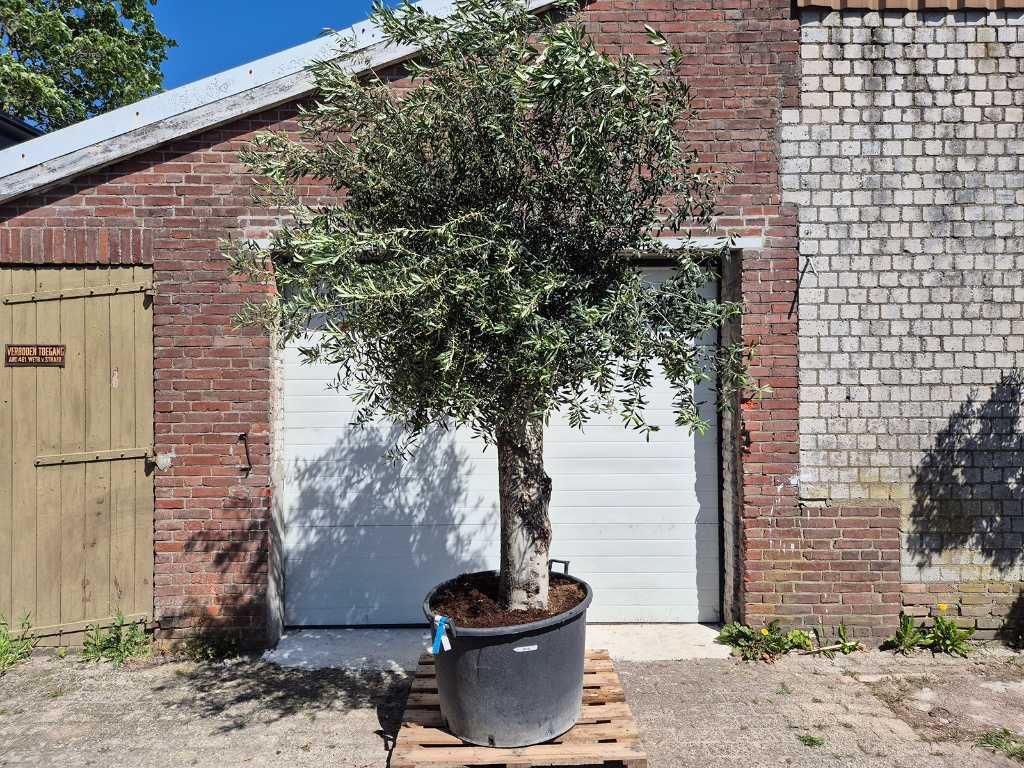 Olivenbaum hoch - Olea Europaea - Höhe ca. 350 cm