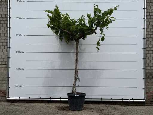 Grape plant tall - Vitis Vinifera - height approx. 260 cm