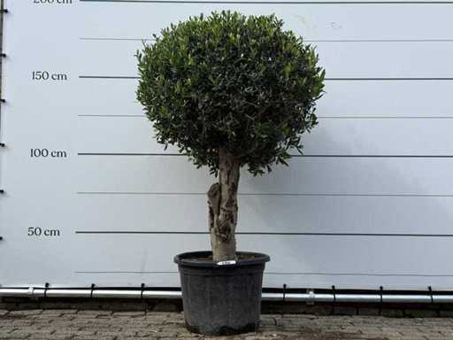 Olive tree spherical L - Olea Europaea L - approx. 40 years old - height approx. 180 cm