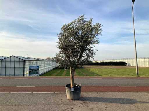 Ulivo (Olea Europaea Lessini)