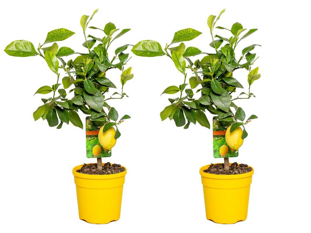 2x Albero di limoni - Albero da frutto - Citrus Limon