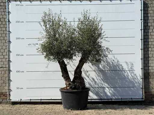 Bonsai d'ulivo - Olea Europaea - circa 80 anni - altezza circa 250 cm