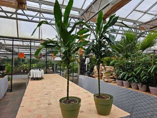 Magnificent Dragon Tree (Dracaena) - plantă elegantă de apartament, inclusiv ghiveci