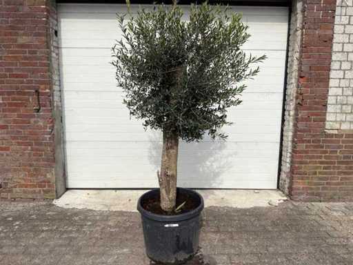 Olijfboom Ronde Bol M - Olea Europaea - Hoogte ca. 170 cm