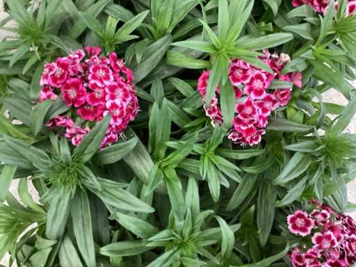 Vaste planten - Dianthus barbatus (x100)