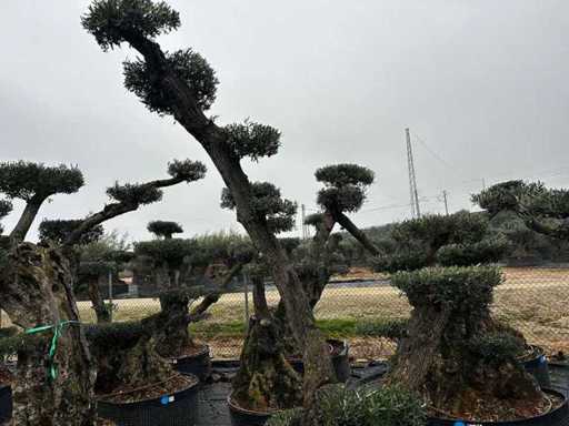 Jubiläums-Olivenbäume – Olea Europea Pom Pom Secolare