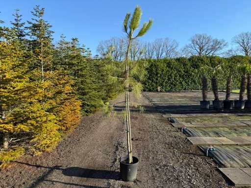 Pinus Pinea - Pine 290cm