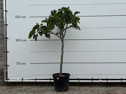 Fico - Ficus Carica - altezza circa 150 cm