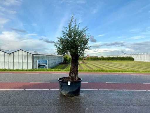 Olivenbaum (Olea Europaea Lessini)