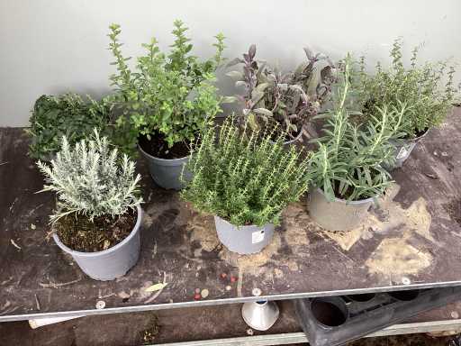 Diverse kruiden mix (x30)