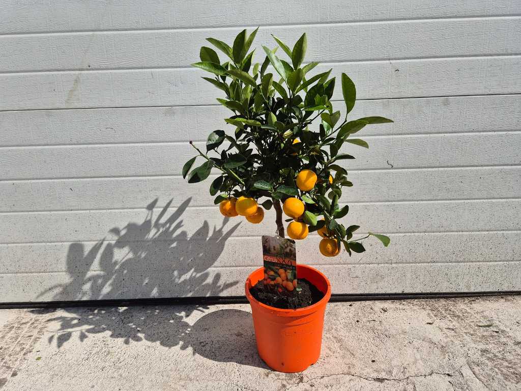 Dwergsinasappel - Vrucht- / fruitboom - Citrus Kumquat - hoogte ca. 80 cm