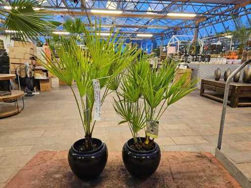 Exclusive Chamaerops humilis dwarf palms - set of 2 in noble black pots