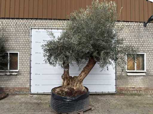 Olijfboom Bonsai XXL dubbele stam - Olea Europaea - 150 jaar oud - Hoogte ca. 300 cm