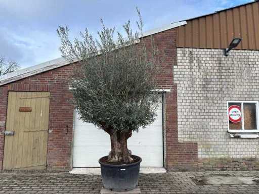 Bonsaï olivier - Olea Europaea - 200 ans - Taille environ 280 cm