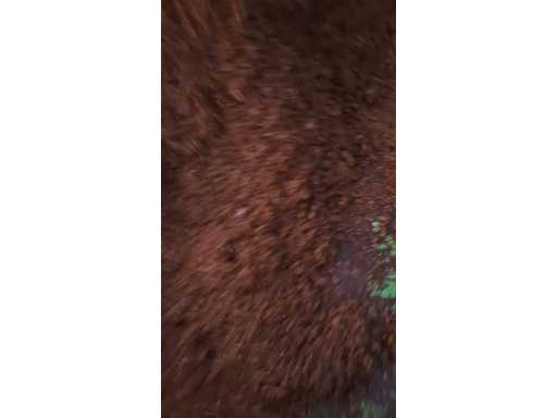 20241102_170512_2.mp4