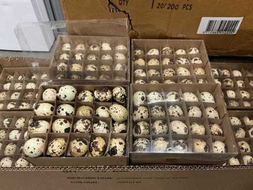 Batch Quaileggs real natural (3600x)