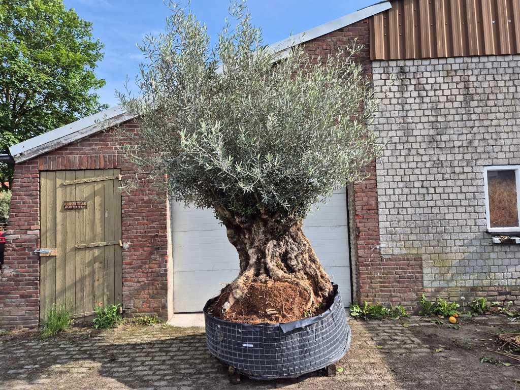 Olijfboom Bonsai - Olea Europaea - 250 jaar oud - hoogte ca. 400 cm