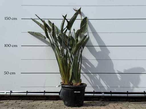 Bird of paradise plant - Strelitzia Reginae - height approx. 150 cm