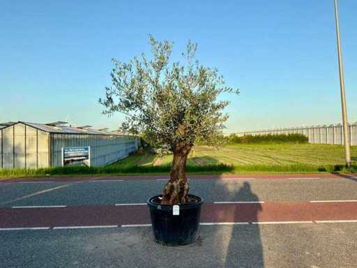 Măslinul (Olea Europaea Lessini)