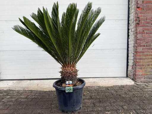 Palmier de la paix - Cycas Revoluta - hauteur environ 120 cm