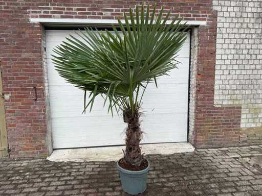Chinesische Fächerpalme XL – Trachycarpus Fortunei – Höhe ca. 230 cm